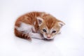 Orange baby kitten Royalty Free Stock Photo