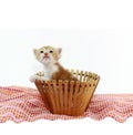 Orange baby kitten Royalty Free Stock Photo