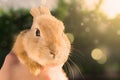 Orange baby rabbit in human hands