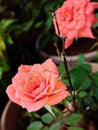 Orange baby rose Royalty Free Stock Photo