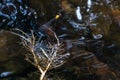 Orange-backed Threadtail mating