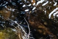 Orange-backed Threadtail Prodasineura croconota mating