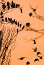 Roosting starlings gather on a tree against an orange sky