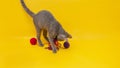 On an orange background a gray cat plays with a blue and red ball of woo Royalty Free Stock Photo