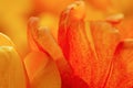 Orange background of macro tulip petals Royalty Free Stock Photo