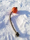 Dog training toy, ball on a rope, close-up Royalty Free Stock Photo