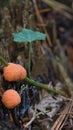 orange ball-shaped mushrooms with spikes grow on forest trunk