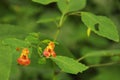 Orange Balsam Royalty Free Stock Photo