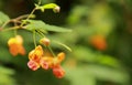 Orange Balsam Royalty Free Stock Photo