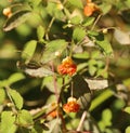 Orange Balsam - Impatiens capensis