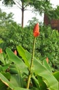 Orange banana flower (Musaceae) Royalty Free Stock Photo