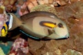 Orange band Surgeonfish (Acanthurus olivaceus) marine fish