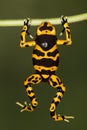 Orange-banded poison dart frog