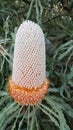 Orange banksia flower Royalty Free Stock Photo