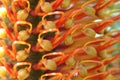 Orange Banksia flower spikes macro abstract nature patterns Royalty Free Stock Photo