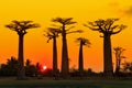 Orange baobabs