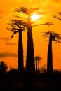 Orange Baobabs