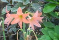 Orange Barbados Lily, Easter lily, Amaryllis lily flower blooms in the garden