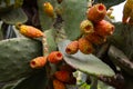 Orange barbary fig closeup detail. Ripe fruit