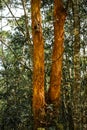 Orange bark tree trunks