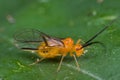 An orange barkfly on green leaf Royalty Free Stock Photo