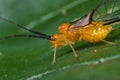 An orange barkfly on green leaf Royalty Free Stock Photo