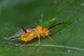 An orange barklouse/barkfly Royalty Free Stock Photo