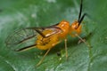 An orange barklouse/barkfly Royalty Free Stock Photo