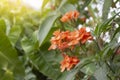 Orange barleria strigosa willd flower on nature background. Royalty Free Stock Photo