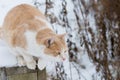 Orange Barn Cat Ready to Pounce