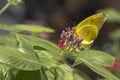 Orange Barred Sulfur Butterfly on Flower Buds Royalty Free Stock Photo