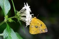 Orange-barred Sulfur butterfly Royalty Free Stock Photo