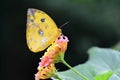 Orange-barred Sulfur butterfly Royalty Free Stock Photo