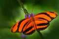 Orange Barred Tiger, Dryadula phaetusa, butterfly in nature habitat. Nice insect from Mexico. Butterfly in the green forest. Butte