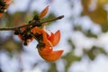 Orange Teak in the jungle