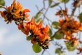 Orange Teak in the jungle