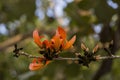 Orange Teak in the jungle