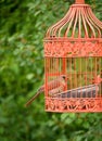 Orange Beak Bird in Outdoor Cage Royalty Free Stock Photo