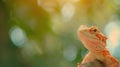 A Orange Bearded Dragon Lizard Royalty Free Stock Photo