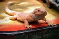 Orange Bearded Dragon on Orange Table Royalty Free Stock Photo