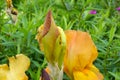 Orange Bearded Iris Flower Bud 01 Royalty Free Stock Photo