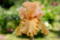 Orange bearded iris flower in the garden in summer. Iris Orange King