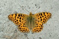 Orange beautiful butterfly sitting on the sand.