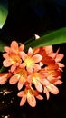 Orange beauty in the garden - Natal lily