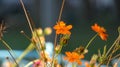 Orange beautyfull flowers Royalty Free Stock Photo