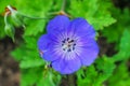 Orange Bee Blue Hardy Geranium Green Leaves