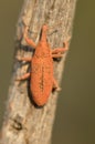 orange bee on the branch