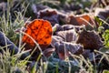 Orange beech leaf on green grass under autumn frost Royalty Free Stock Photo