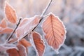 Orange beech leaves covered with frost in late fall or early winter Royalty Free Stock Photo