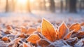 Orange beech leaves covered with frost in late fall or early winter